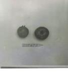 Click for 1 image(s) for this accession. FRUIT